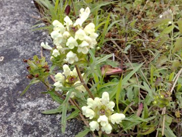 Prunella laciniata